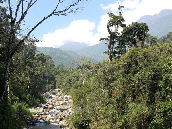 Gorillas & hiking Uganda�s Rwenzori Mountains