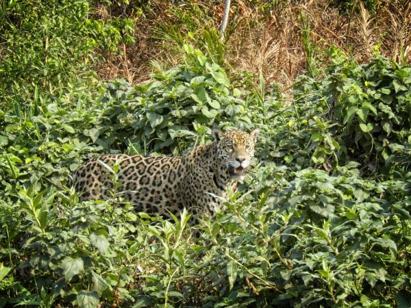 Brazil holiday, Jaguar spotting & Amazon