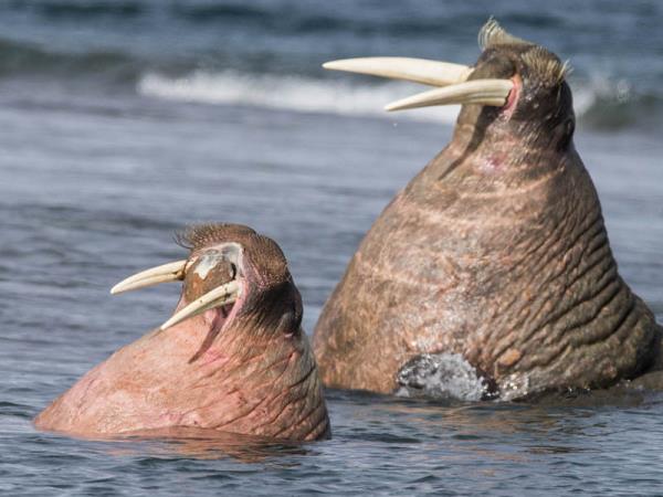 Arctic sailing voyages, around Spitsbergen