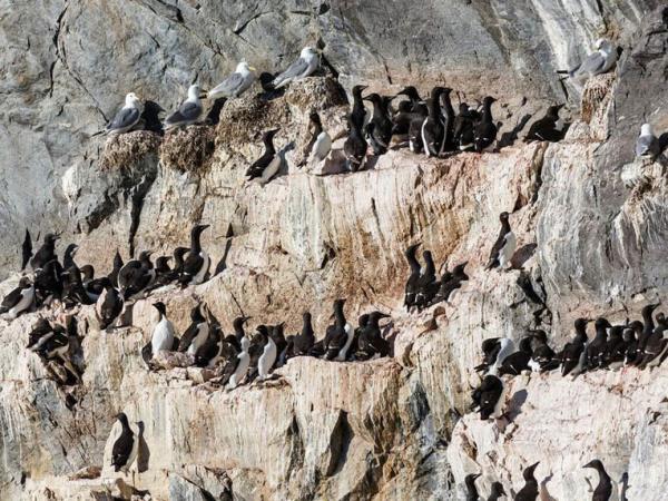 Arctic sailing voyages, around Spitsbergen