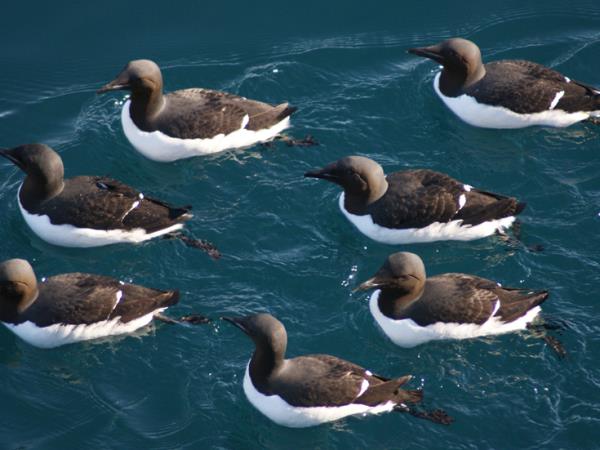 Arctic sailing voyages, around Spitsbergen