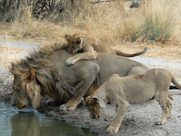 Okavango Delta and Victoria Falls luxury holiday