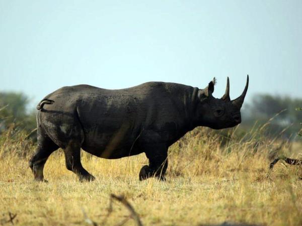 Women only safari in Tanzania