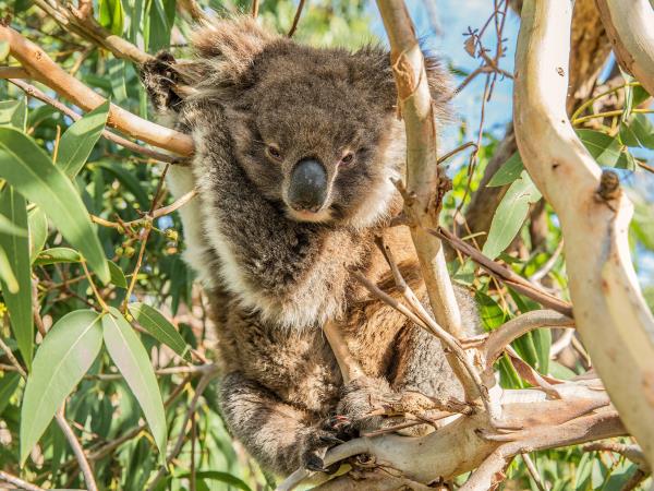 Eyre Peninsula tours in South Australia
