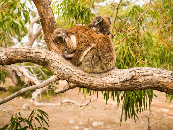 Eyre Peninsula in 5 days, tailor made