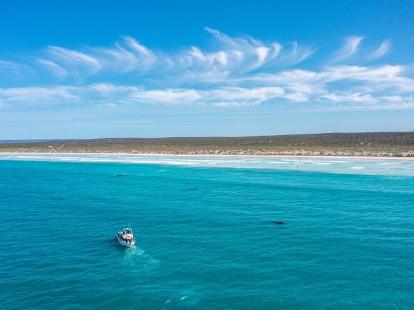 Whale watching tour in South Australia