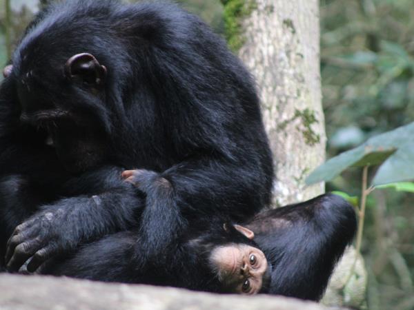 2 weeks in Uganda vacation