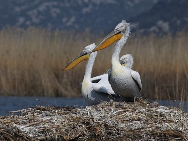 Montenegro bird watching vacation