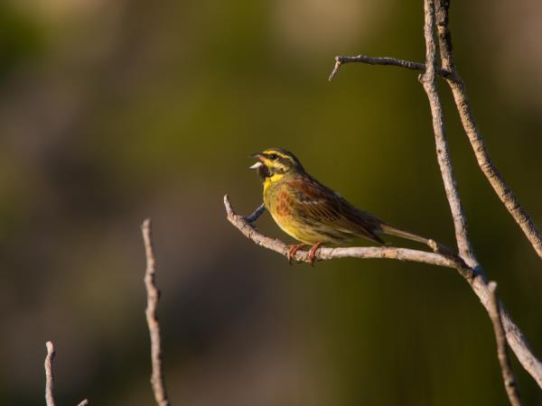 Montenegro bird watching vacation