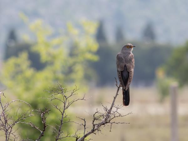 Montenegro bird watching vacation
