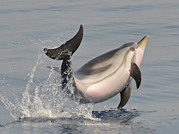 Dolphin conservation vacation in Greece