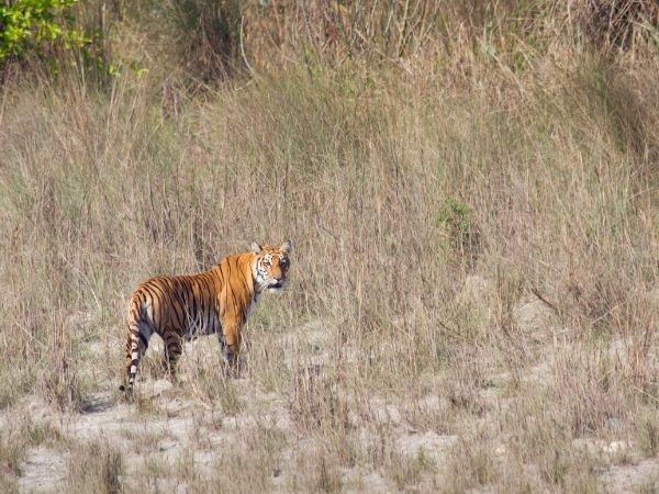 Nepal homestay vacation in Bardiya National Park