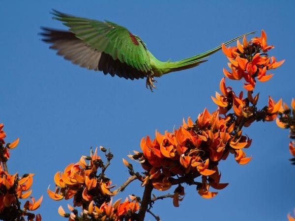 Nepal homestay vacation in Bardiya National Park