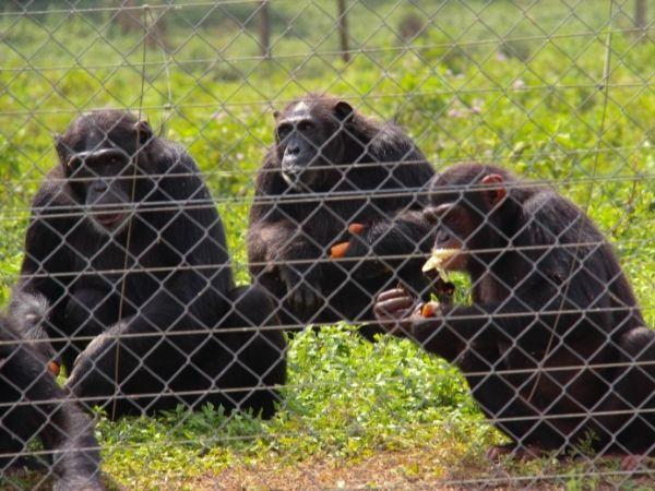 Bulago Island tour in Uganda