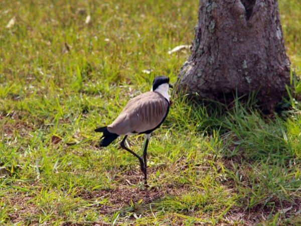 Bulago Island tour in Uganda