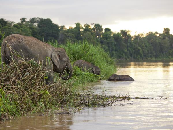 Borneo culture, nature & wildlife tour