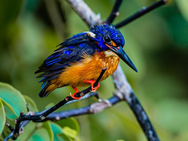 Borneo culture, nature & wildlife tour