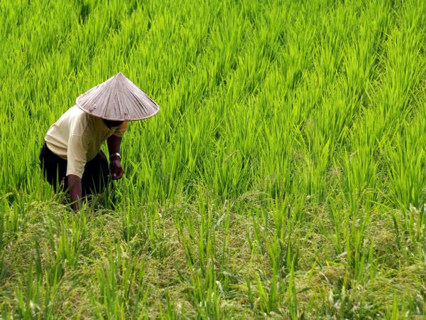 Vietnam food vacation