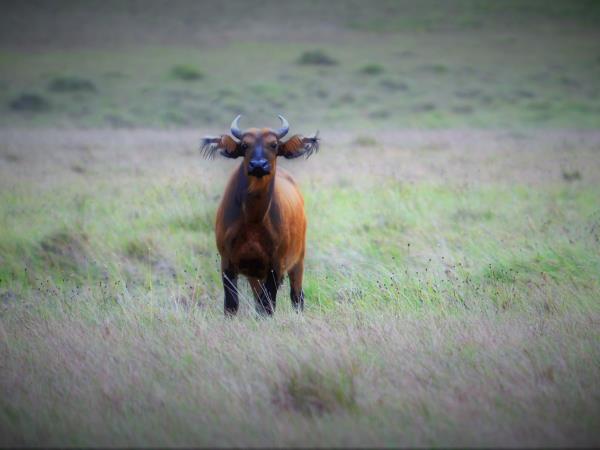 Gabon wildlife safari