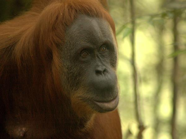 Sumatra wildlife tour in Indonesia