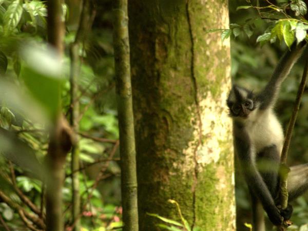 Sumatra wildlife tour in Indonesia