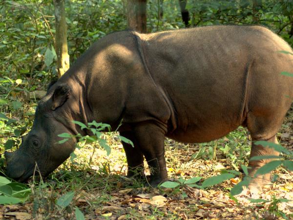 Sumatra wildlife tour in Indonesia