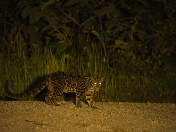 Sumatra wildlife tour in Indonesia