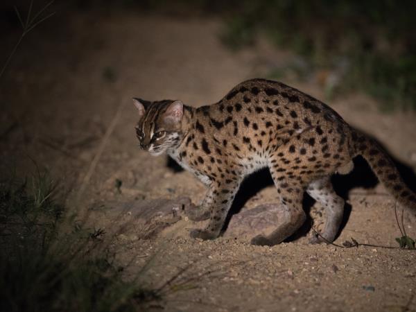Sumatra wildlife tour in Indonesia