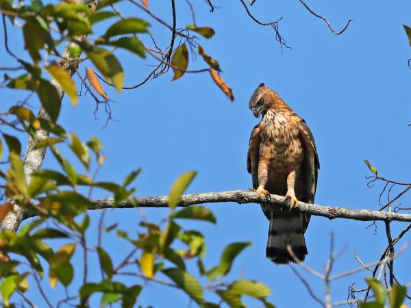 Sumatra wildlife tour in Indonesia