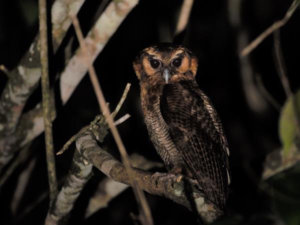 Sumatra wildlife tour in Indonesia