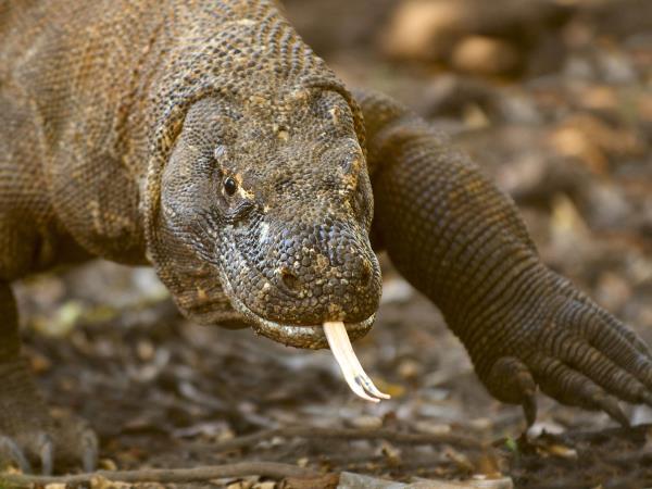 Indonesia wildlife tour, dragons & manta rays