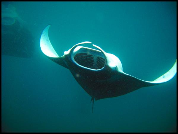 Indonesia wildlife tour, dragons & manta rays