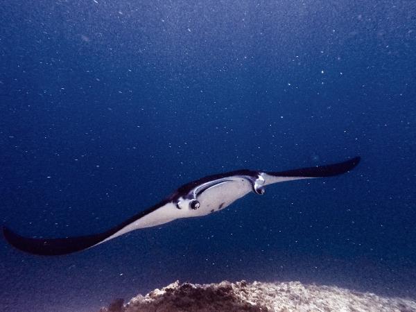 Indonesia wildlife tour, dragons & manta rays