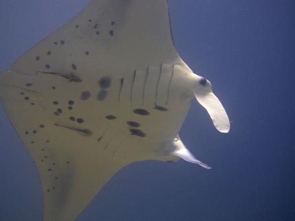 Indonesia wildlife tour, dragons & manta rays