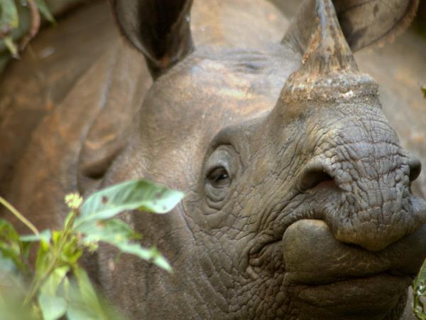Nepal red panda tour and Chitwan safari