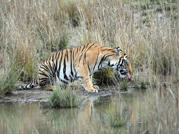 Nepal red panda tour and Chitwan safari