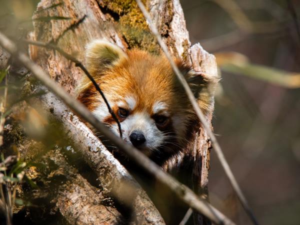 Nepal red panda tour and Chitwan safari