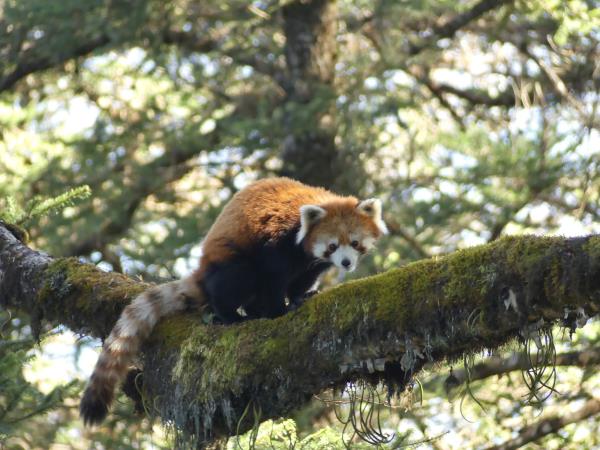 Nepal red panda tour and Chitwan safari