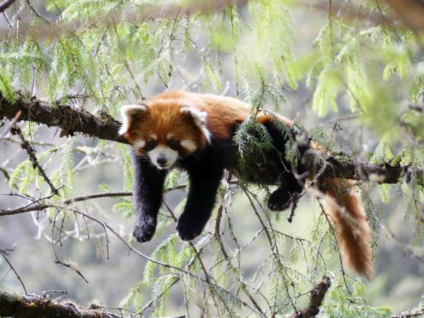 Nepal red panda tour and Chitwan safari
