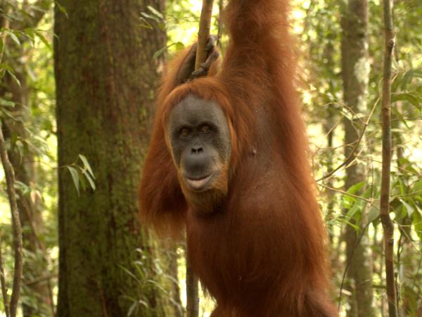 Indonesia wildlife tours, Sumatra and Komodo