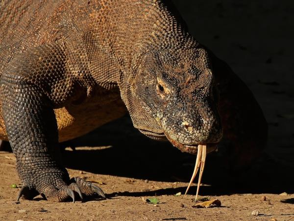 Indonesia wildlife tours, Sumatra and Komodo
