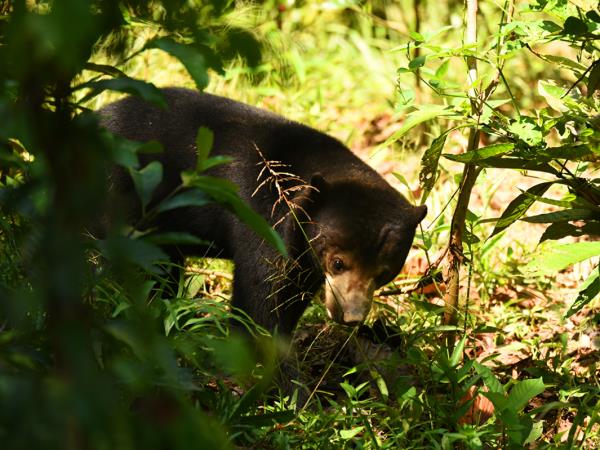 Indonesia wildlife tours, Sumatra and Komodo