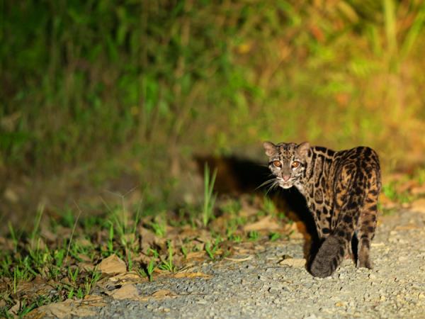 Indonesia wildlife tours, Sumatra and Komodo