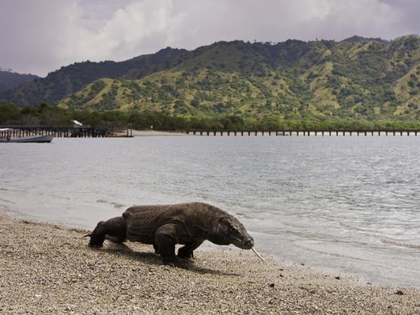 Indonesia wildlife tours, Sumatra and Komodo