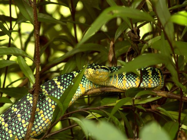 Indonesia wildlife tours, Sumatra and Komodo