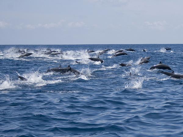 Indonesia wildlife tours, Sumatra and Komodo