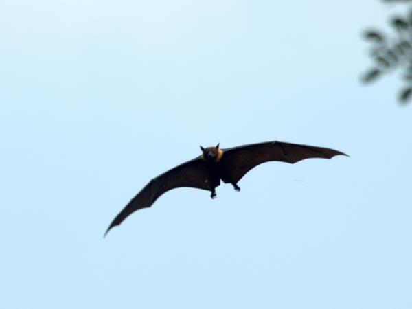 Indonesia wildlife tours, Sumatra and Komodo