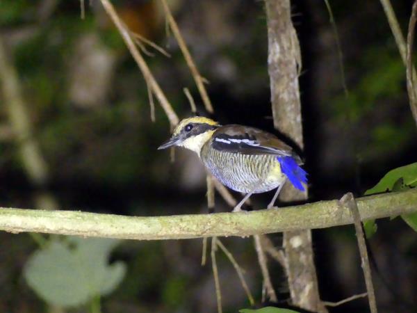 Indonesia wildlife tours, Sumatra and Komodo