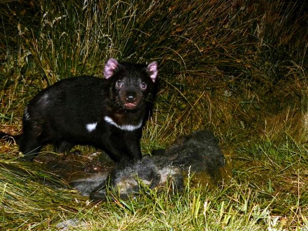 Australia wildlife vacation with Tasmania