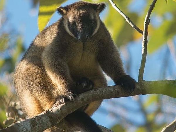 Australia wildlife vacation with Tasmania